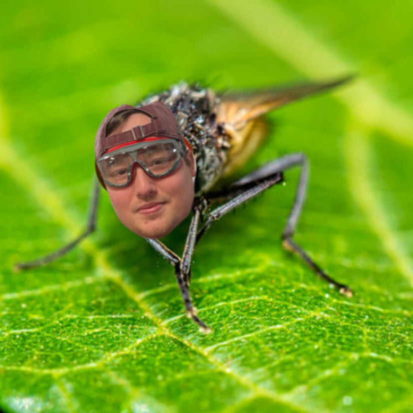 Zach's face on a fly on a leaf